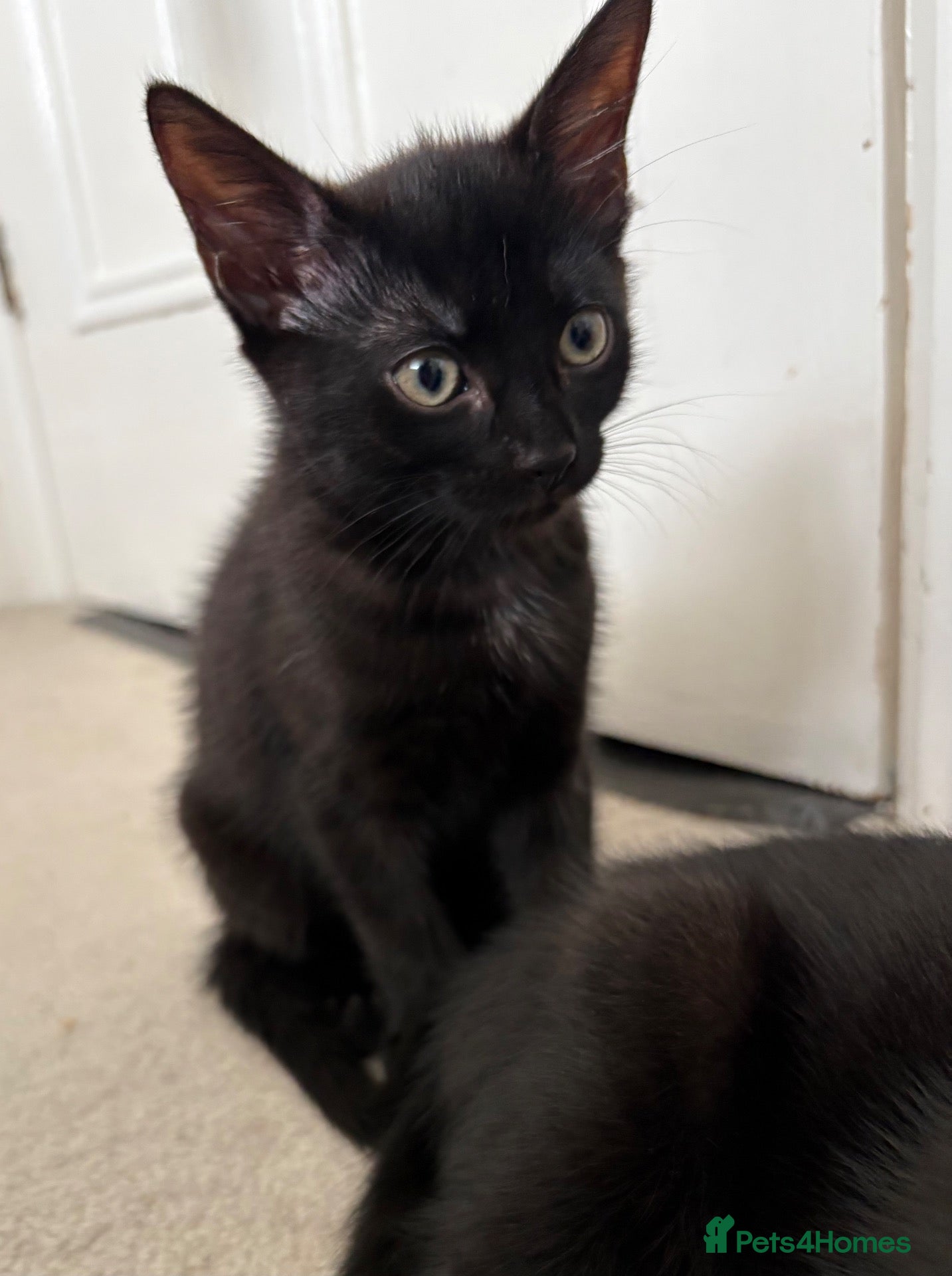 Mixed Breed cats Half Savannah kittens  - Advert 13