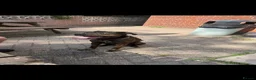 Mixed Breed dogs for sale: Dre staffyxrottweiler  - Advert 2
