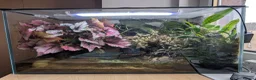 Crabs fish for sale: Tomato Vampire Crabs, Tanks, Food, everything in Glasgow - Advert 3