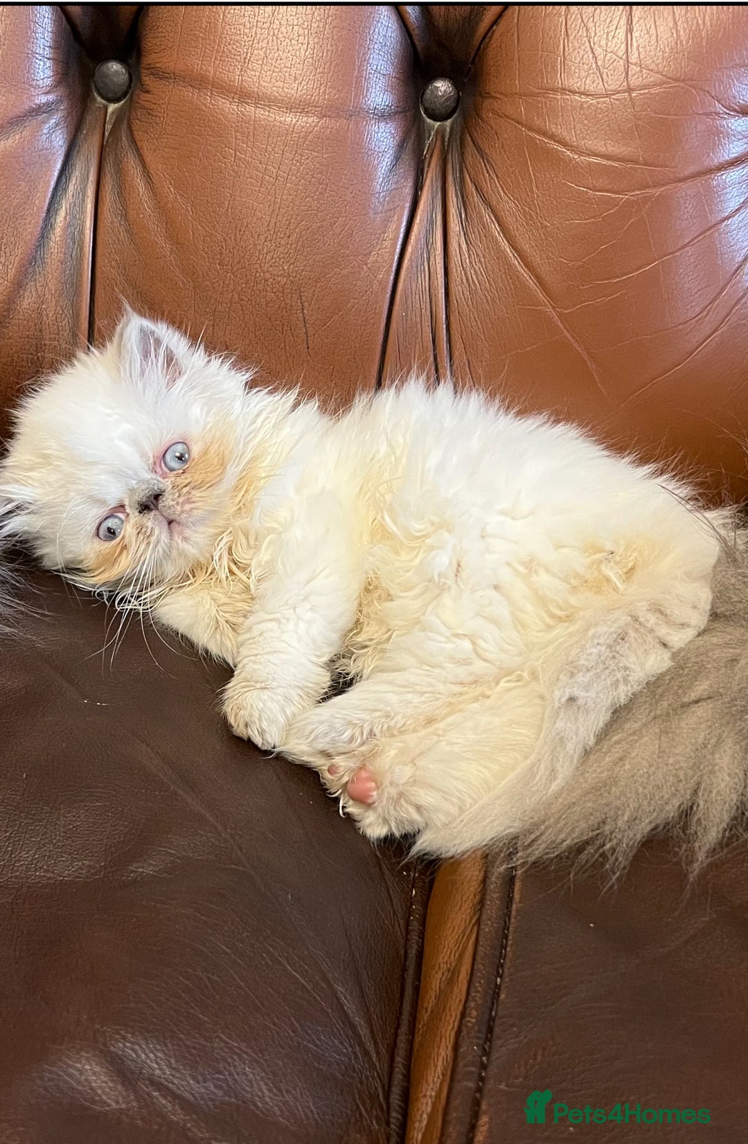 Persian cats for sale: Colourpoint peke faced Persian kittens ready to go - Image 3