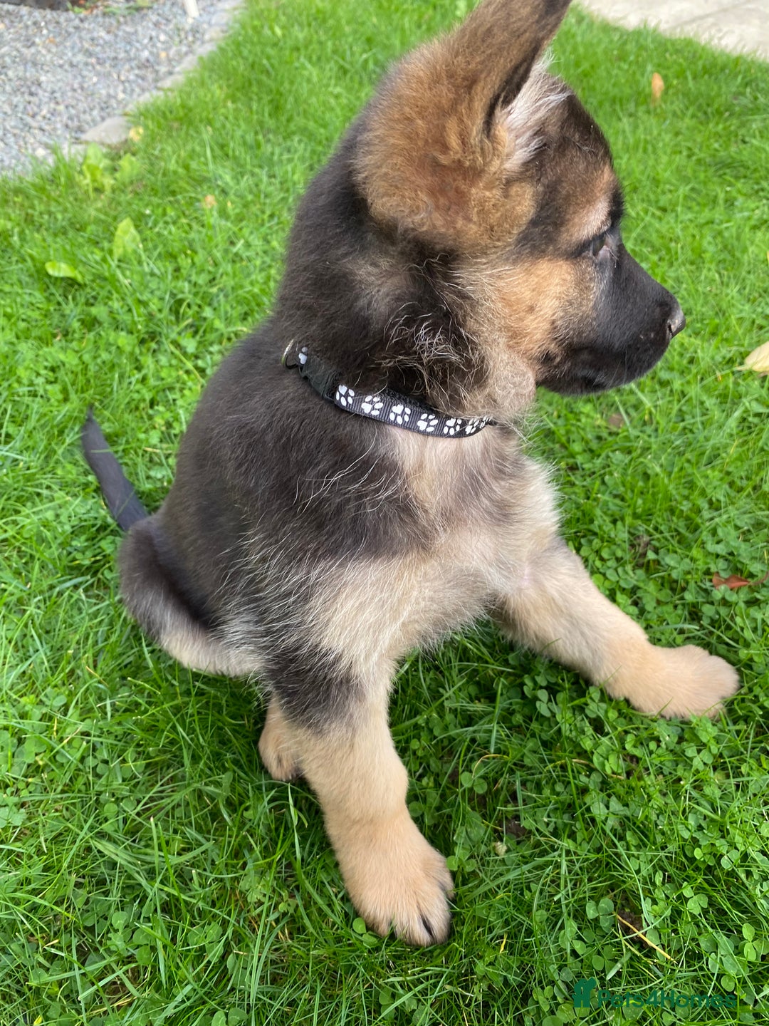 German Shepherd dogs for sale: KC Reg. Amazing Beautiful Girls Awaiting A Home ❤️ - Image 26