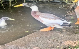 Ducks poultry for sale: Indian Runner Drake - Image 2