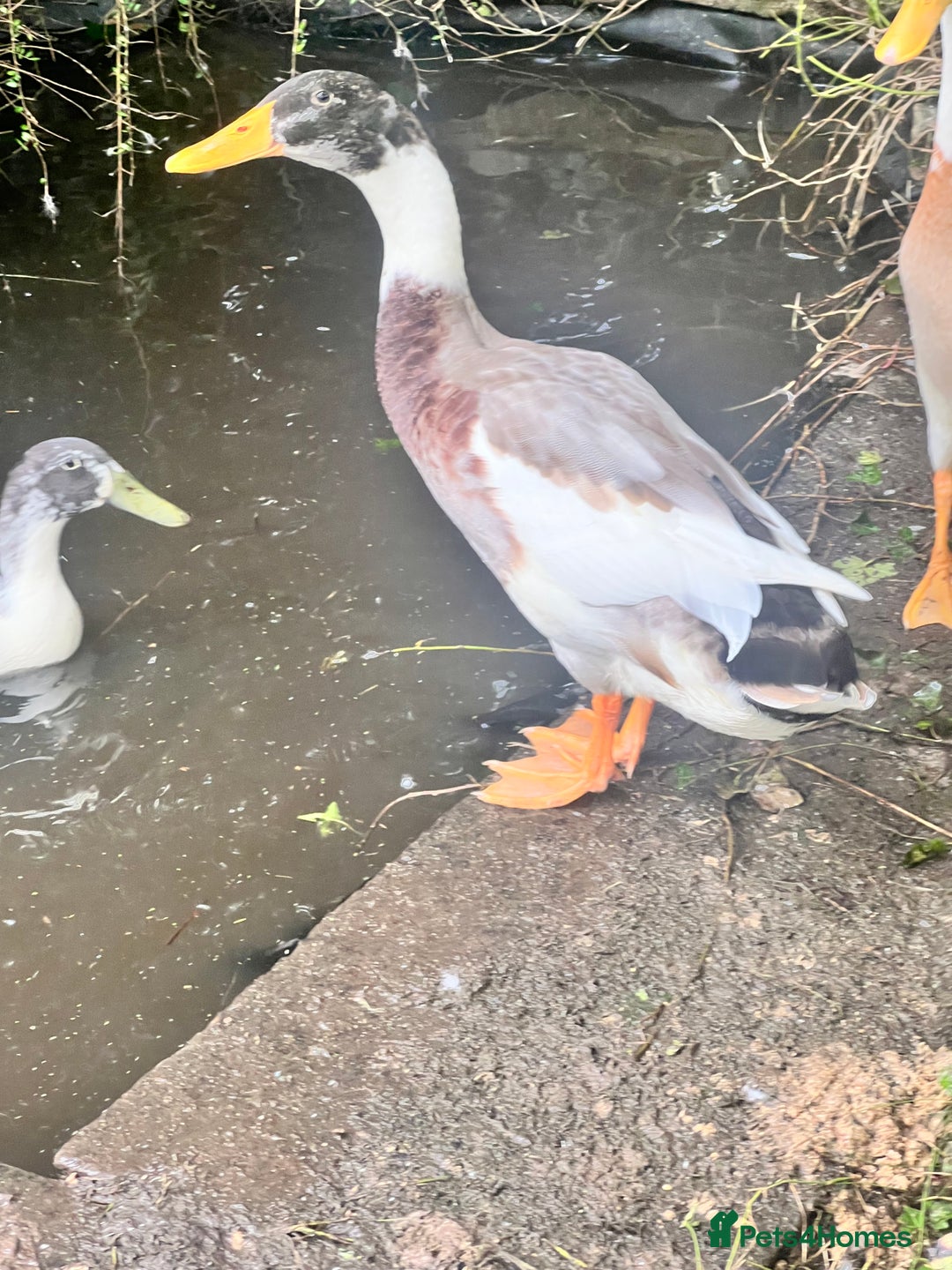 Ducks poultry for sale: Indian Runner Drake - Image 2