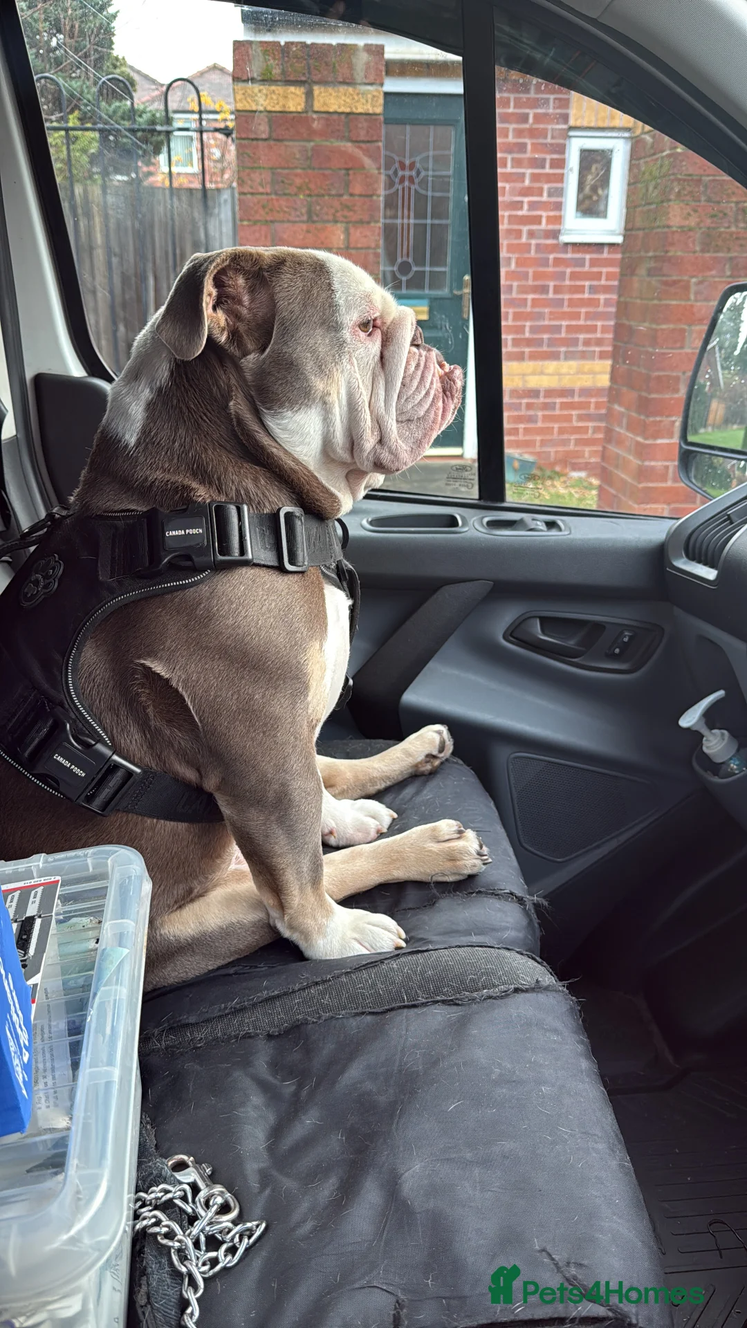 English Bulldog dogs for sale: English bulldog 3years old  - Advert 1