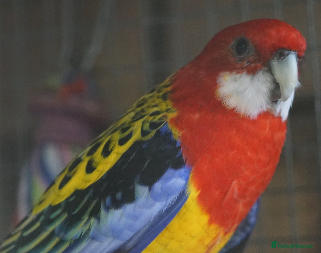 Parakeets birds for sale: Rosellas - Advert 2