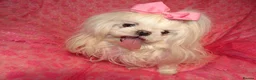 Maltese dogs for sale: Babydoll KC Registered Korean Maltese Adult Girl in Bishop Auckland - Advert 9