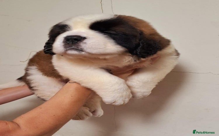 Saint Bernard dogs - Advert 1