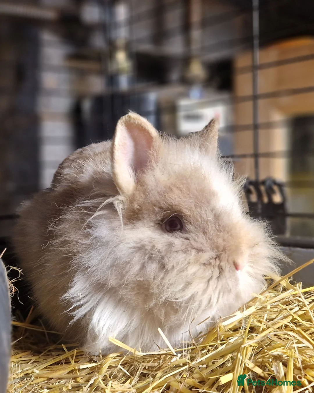 Lionhead rabbits for sale: Friendly, cute, fluffy lionheads-ONLY 2 BOYS LEFT - Advert 2