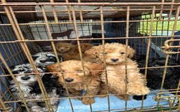 Labradoodle dogs for sale: F1b miniature labradoodle  - Image 10