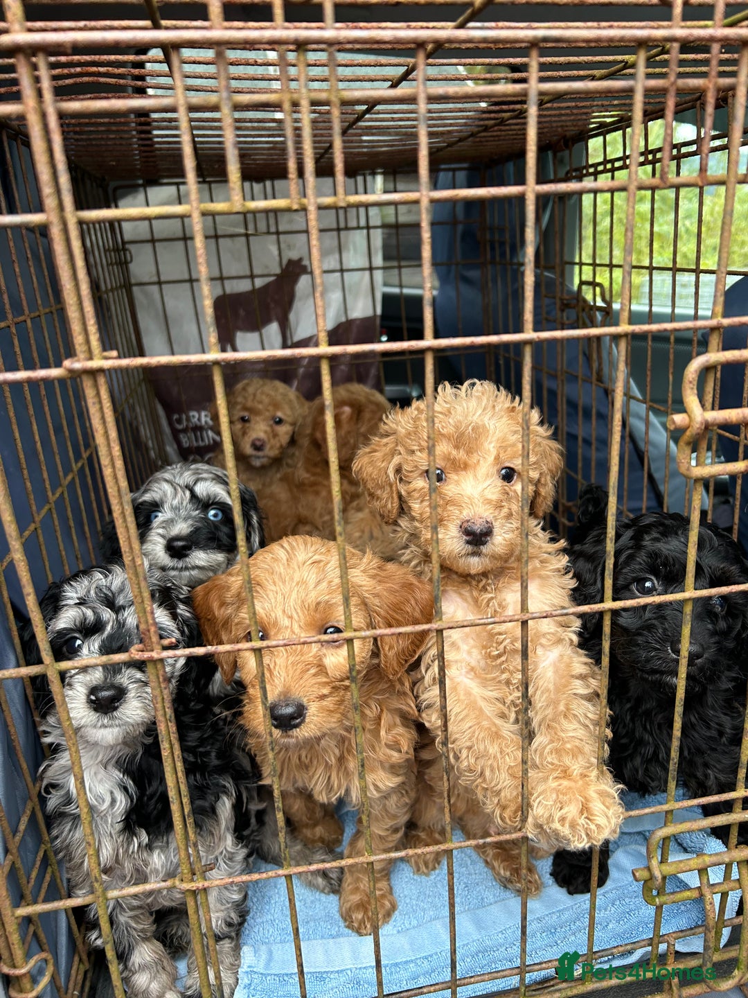 Labradoodle dogs for sale: F1b miniature labradoodle  - Image 10