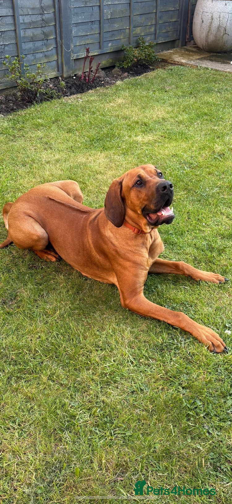 Mixed Breed dogs Kai.. - Advert 15