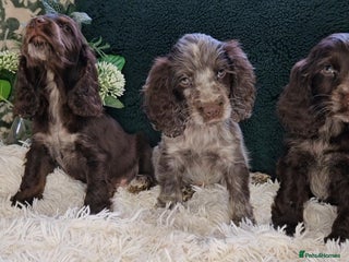 Cocker Spaniel dogs Exceptional Pedigree Show Type English Cockers - Advert 18