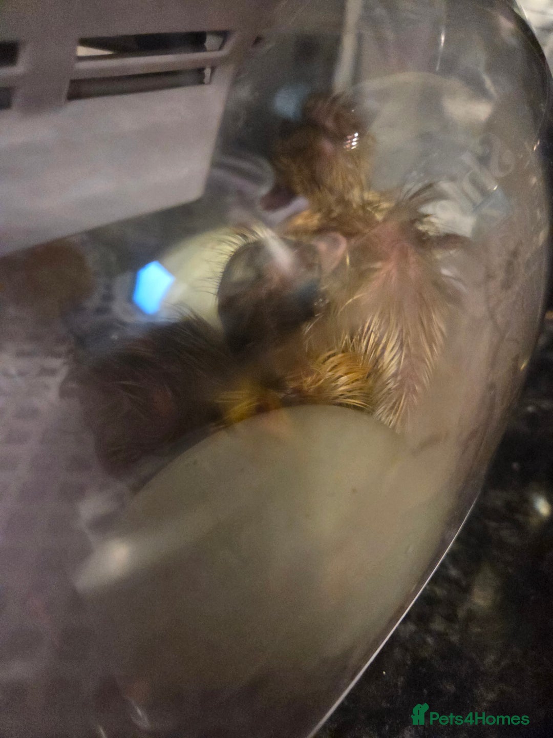 Ducks poultry for sale: Rare colour Pure bred silver runner Ducks  - Advert 18