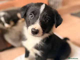 Border Collie dogs Gorgeous border collie puppies for sale - Advert 5