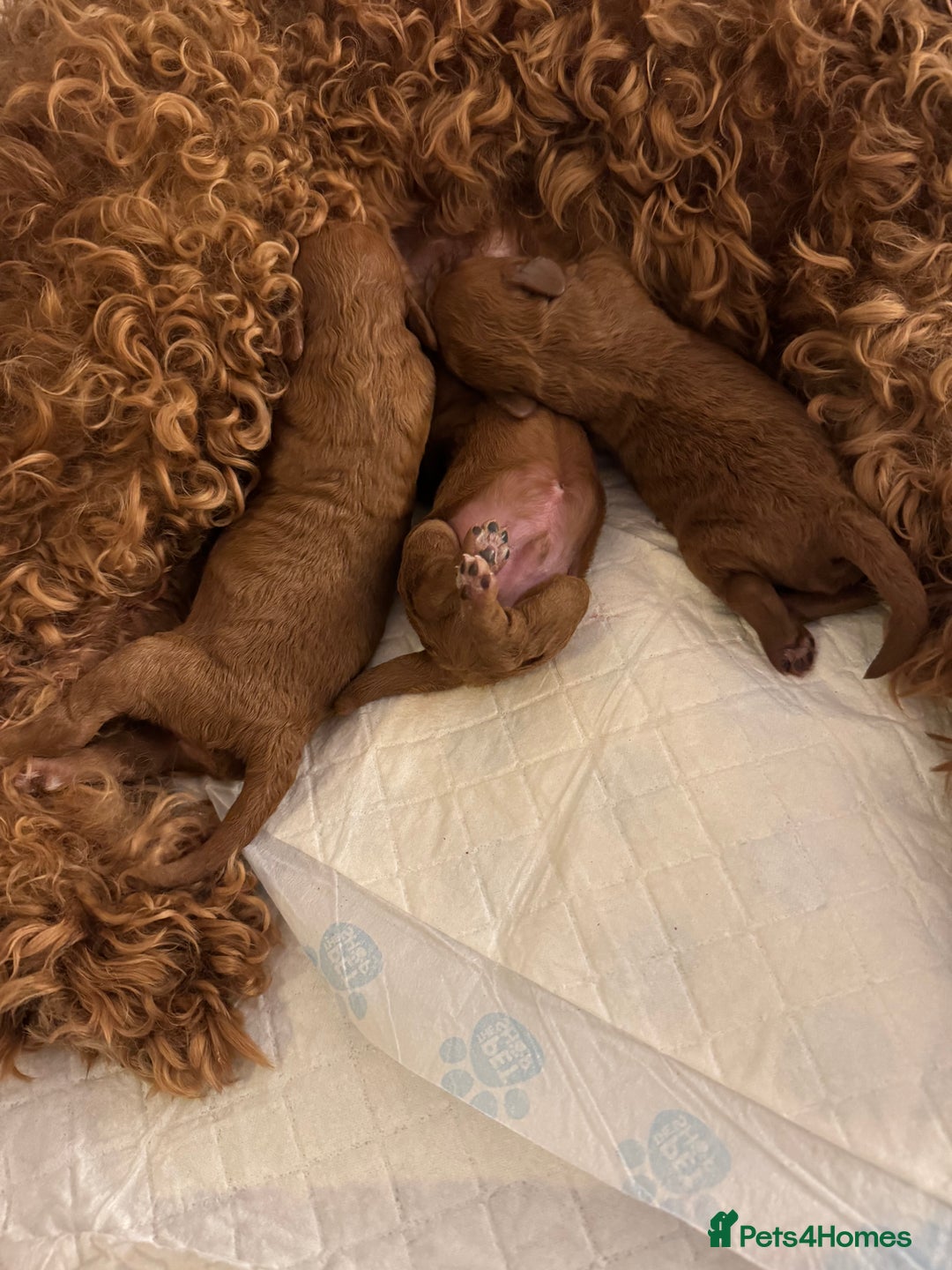 Toy Poodle dogs for sale: Gorgeous Toy Poodle Puppies  - Advert 4