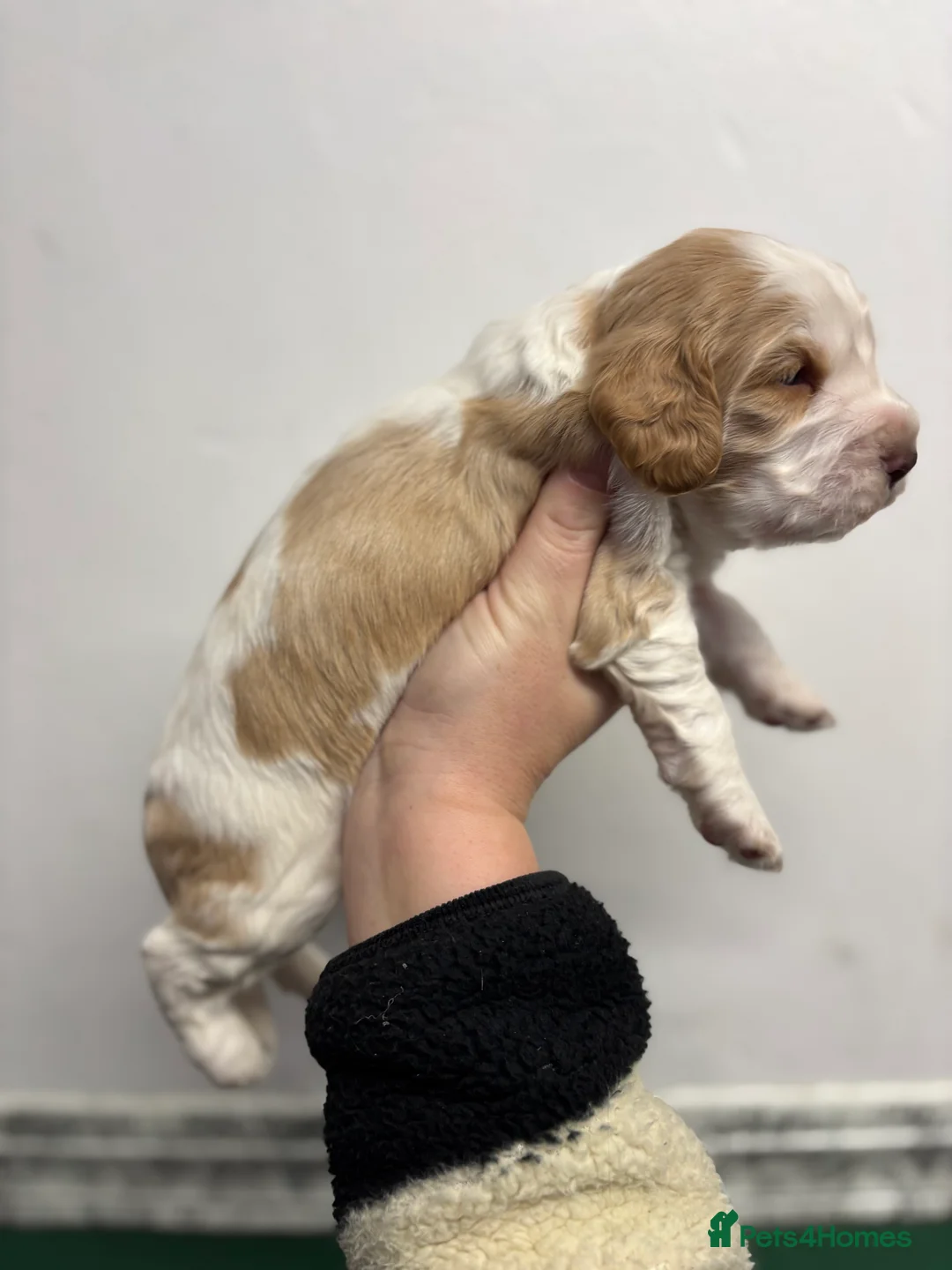 Cocker Spaniel dogs for sale: ✨ Cocker Spaniel Puppies ✨ - Advert 21