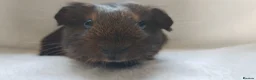 Guinea Pig rodents for sale: Baby guinea pigs Cornet and smooth ready now - Advert 9