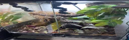 Frog reptiles for sale: Green and black dart frog multi deals - Advert 4