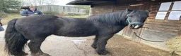 Riding pony horses for sale: Project Pony 13.1hh Cob Gelding - Advert 3