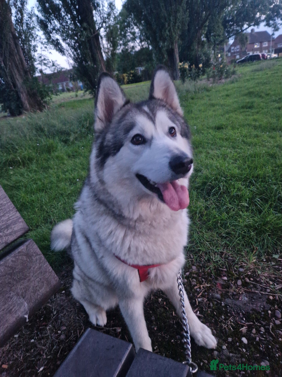 Alaskan Malamute dogs for sale: Beautiful husky malmute puppies ready NOW  - Advert 3