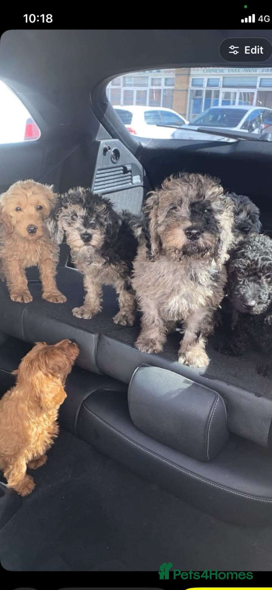 Mixed Breed dogs *last few remaining* F1B miniature Goldendoodle - Advert 13