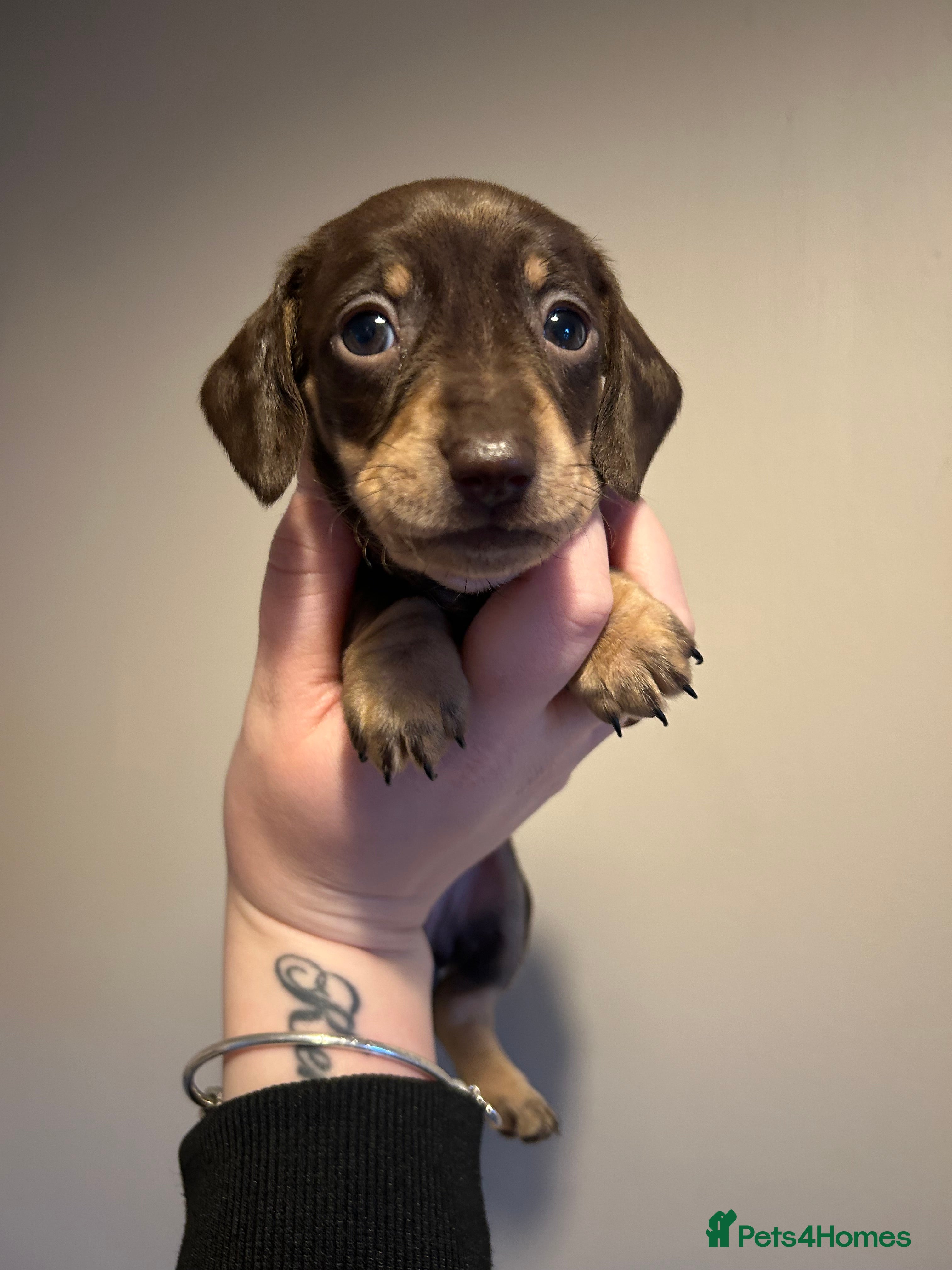 Miniature Dachshund dogs 1 CHOC & TAN GIRL LEFT - Advert 16