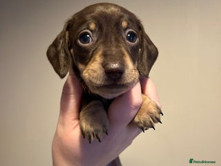 Miniature Dachshund dogs 1 CHOC & TAN GIRL LEFT - Advert 16