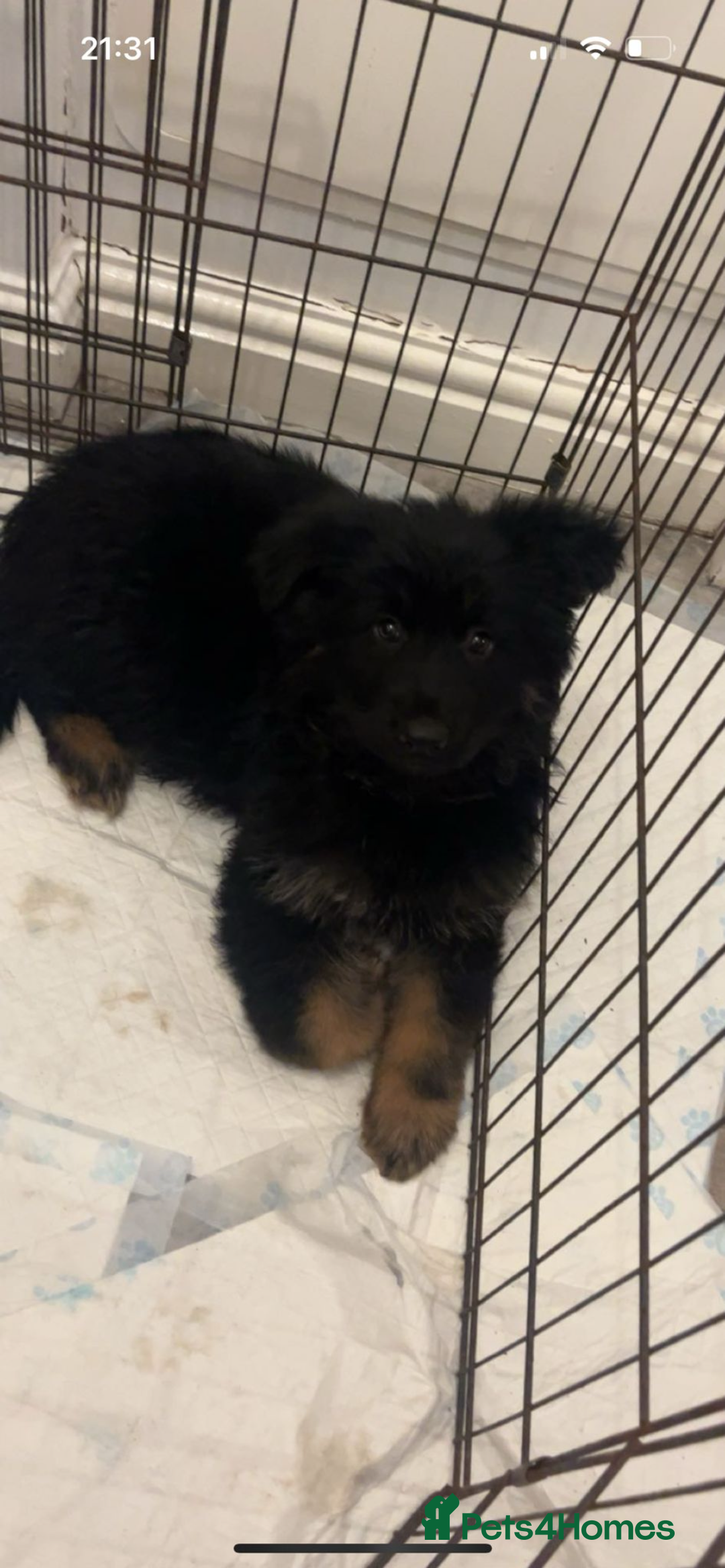 German Shepherd dogs for sale: German Shepherd puppy - Advert 2