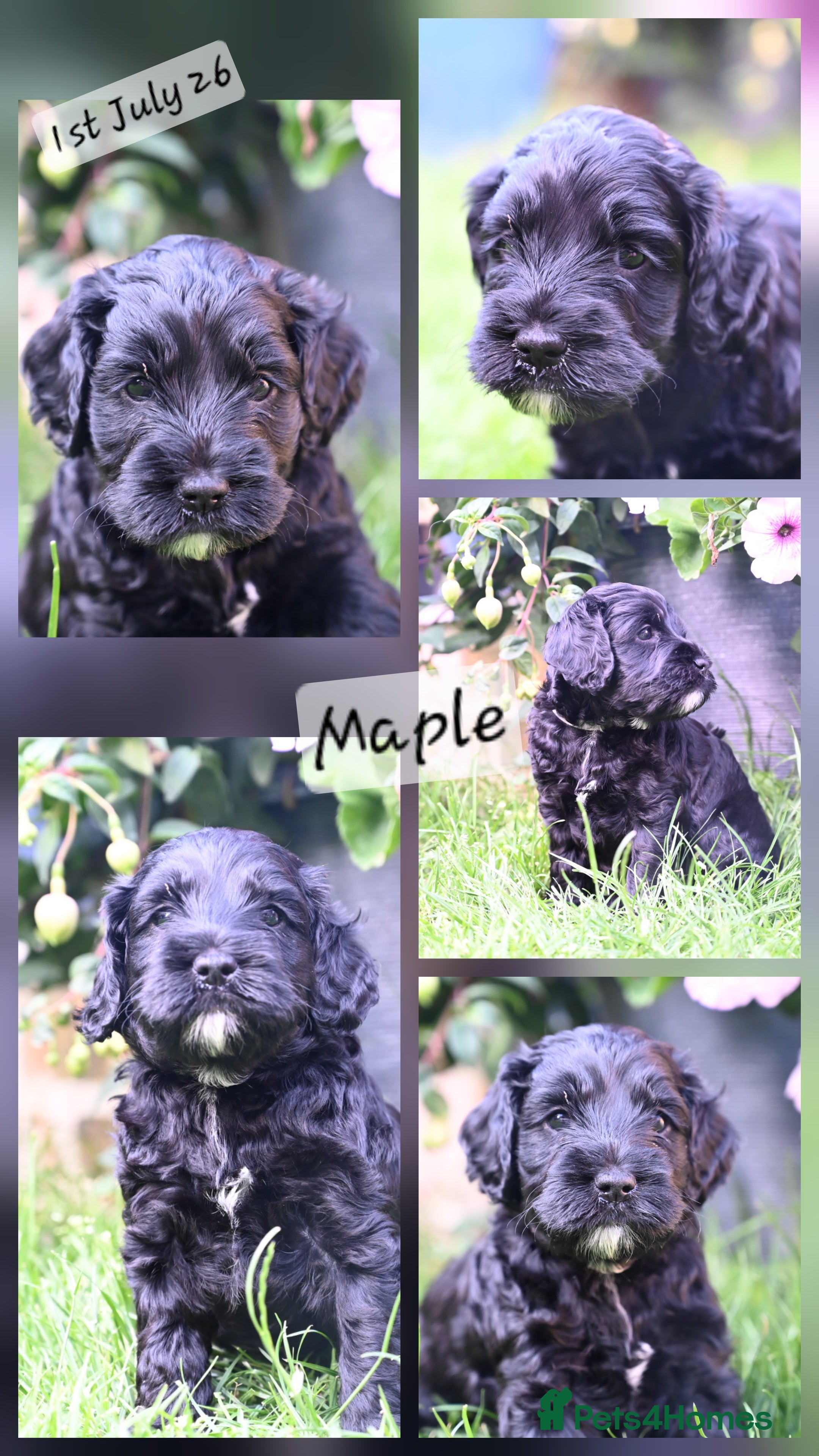 Cockapoo dogs 🐾F2 Cockapoos Puppies Wiltshire💗💗💗💙💙 - Advert 2
