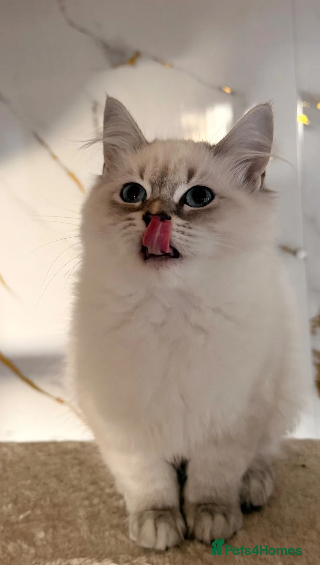 Siberian cats for sale: NEW LITTERS imported lines Siberian kittens - Advert 1