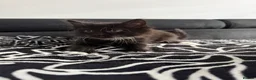 Mixed Breed cats for sale: Gorgeous Black & White Kittens - Two boys left - Advert 4