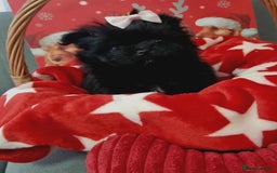 Mixed Breed dogs for sale: Maltipom  girl  - Advert 4