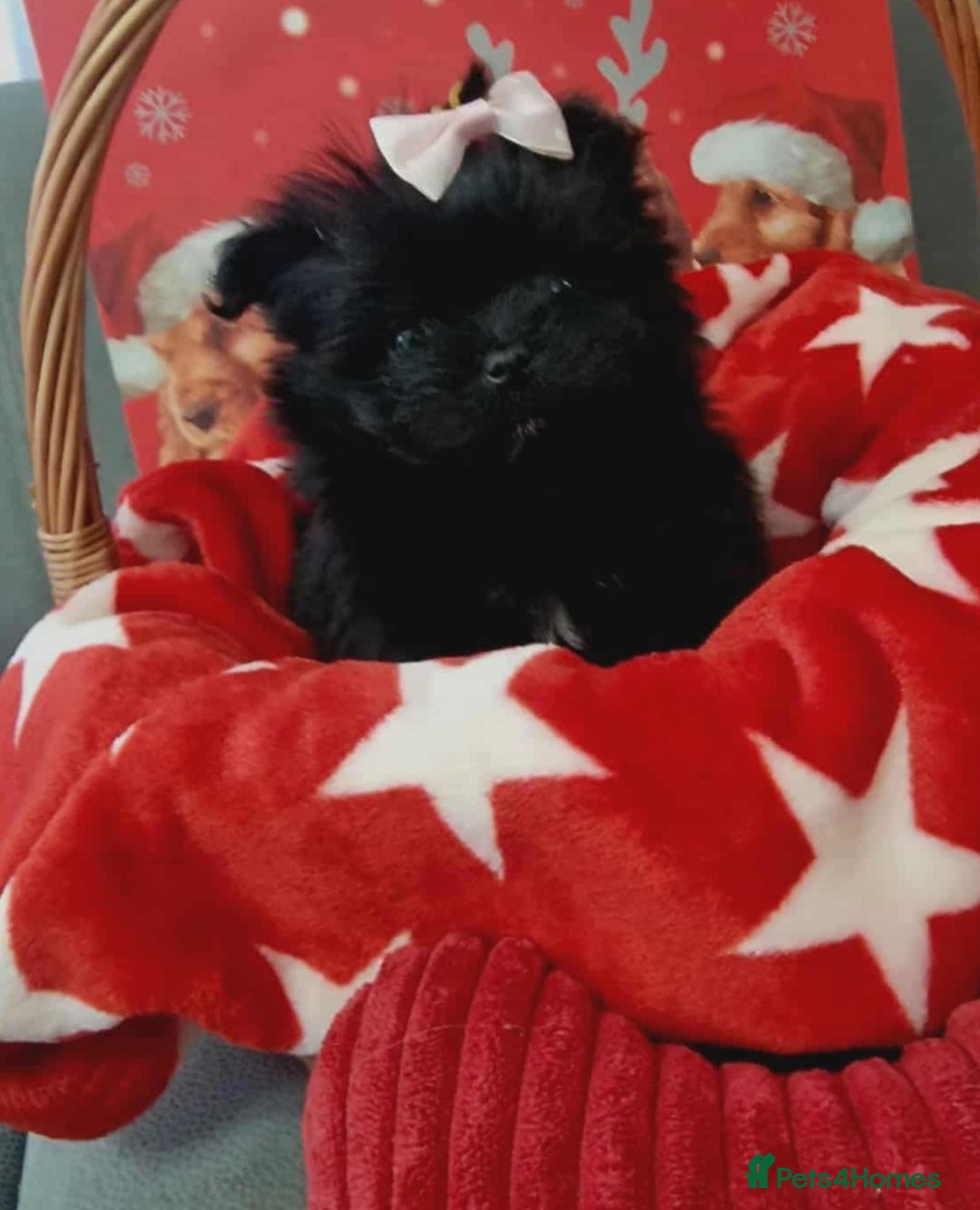 Mixed Breed dogs for sale: Maltipom  girl  - Advert 4