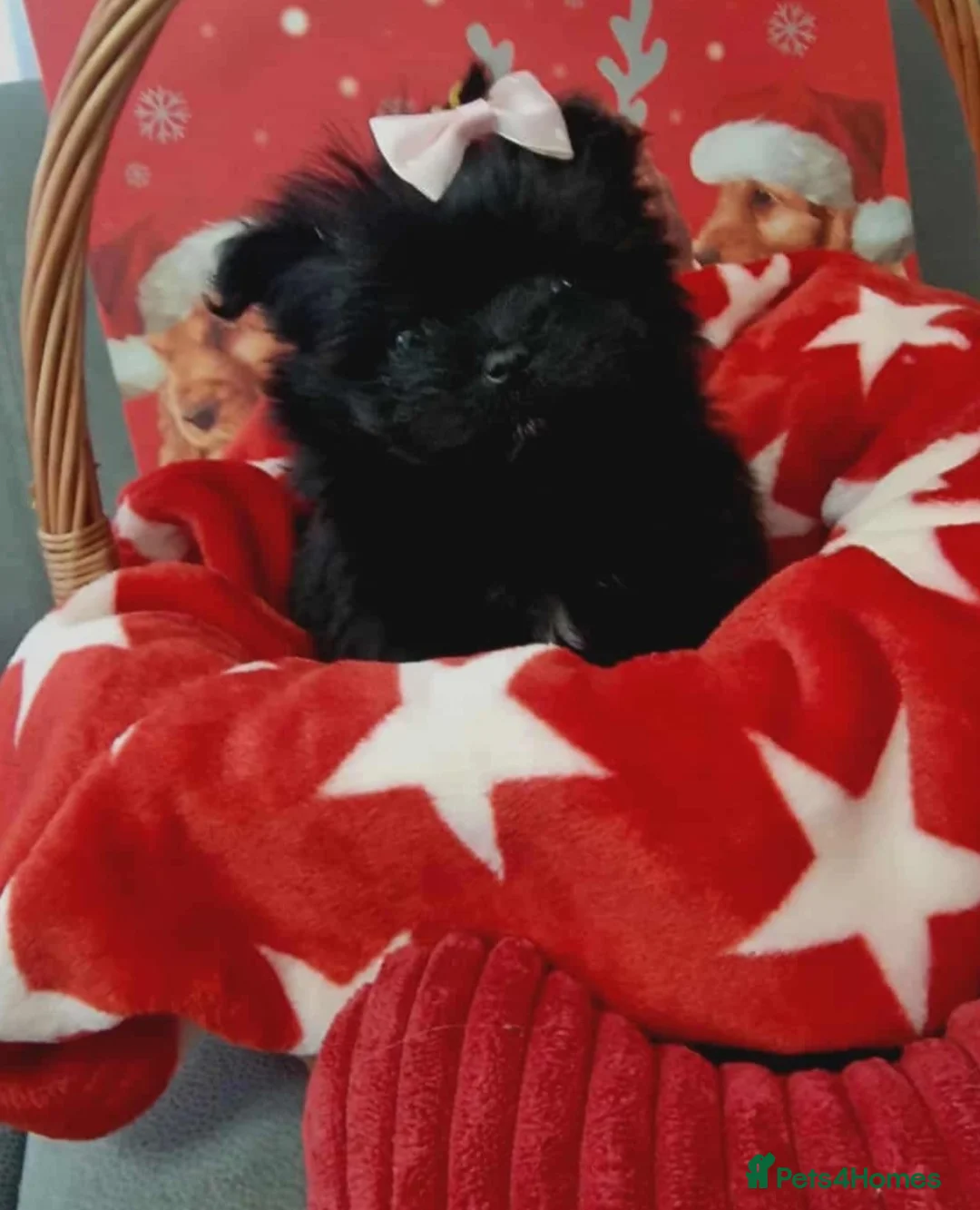 Mixed Breed dogs for sale: Maltipom - Advert 5