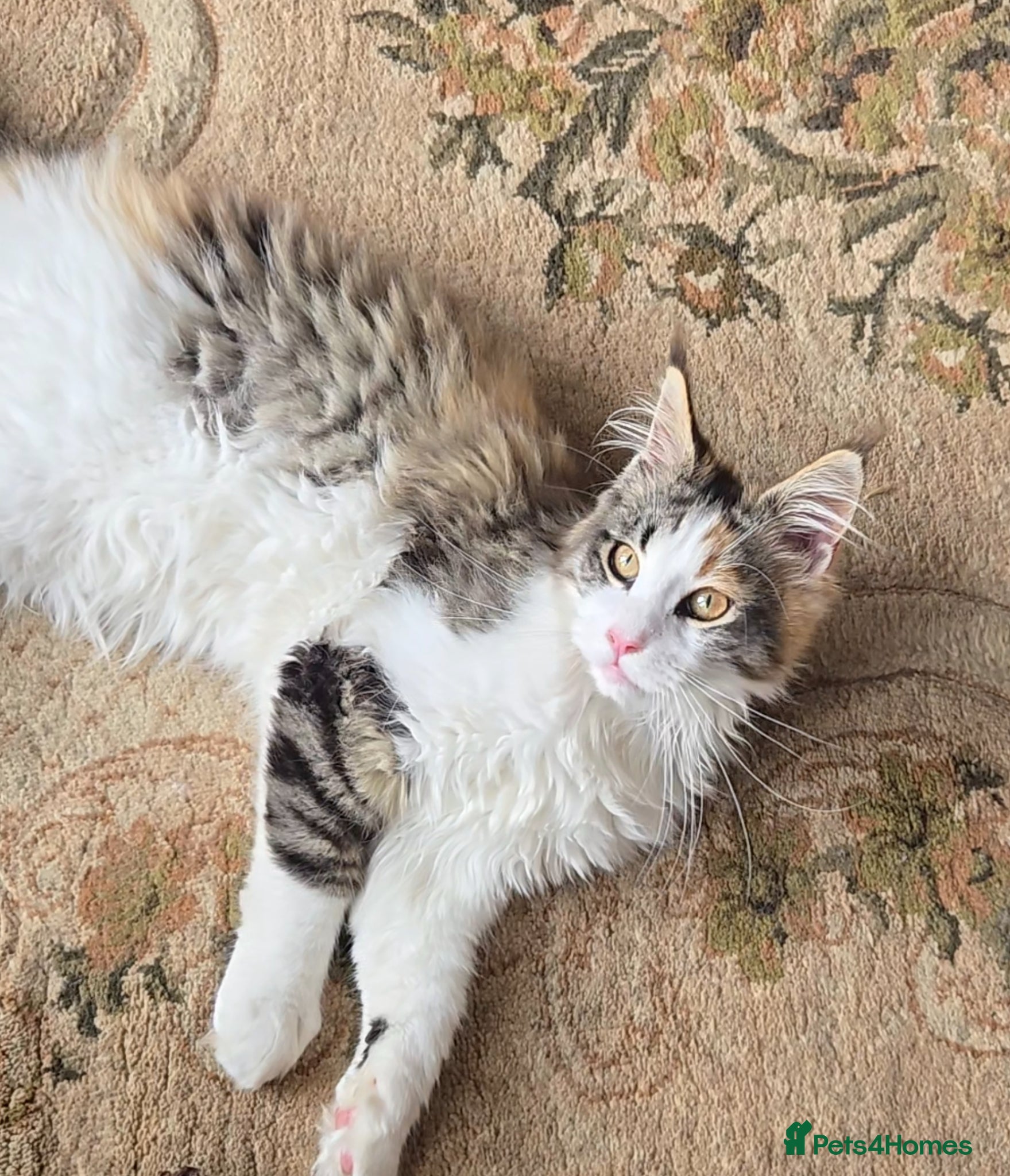Maine Coon cats Beautiful Mainecoon kittins to sale - Advert 2
