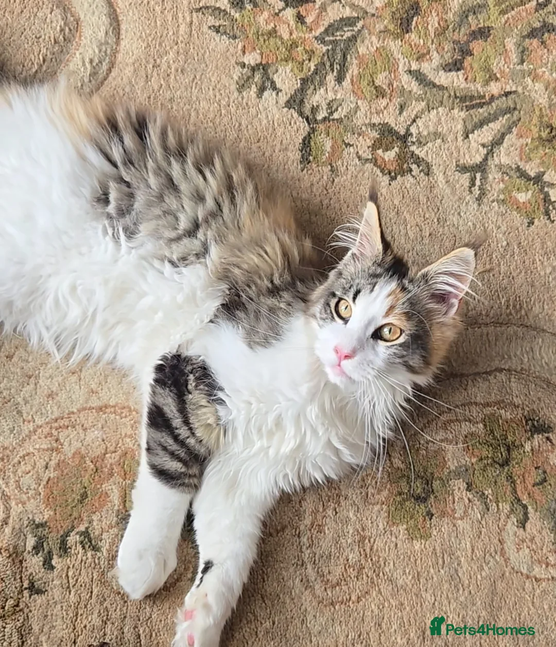 Maine Coon cats for sale: Beautiful Mainecoon kittins to sale - Advert 2