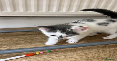 Mixed Breed cats - Advert 10