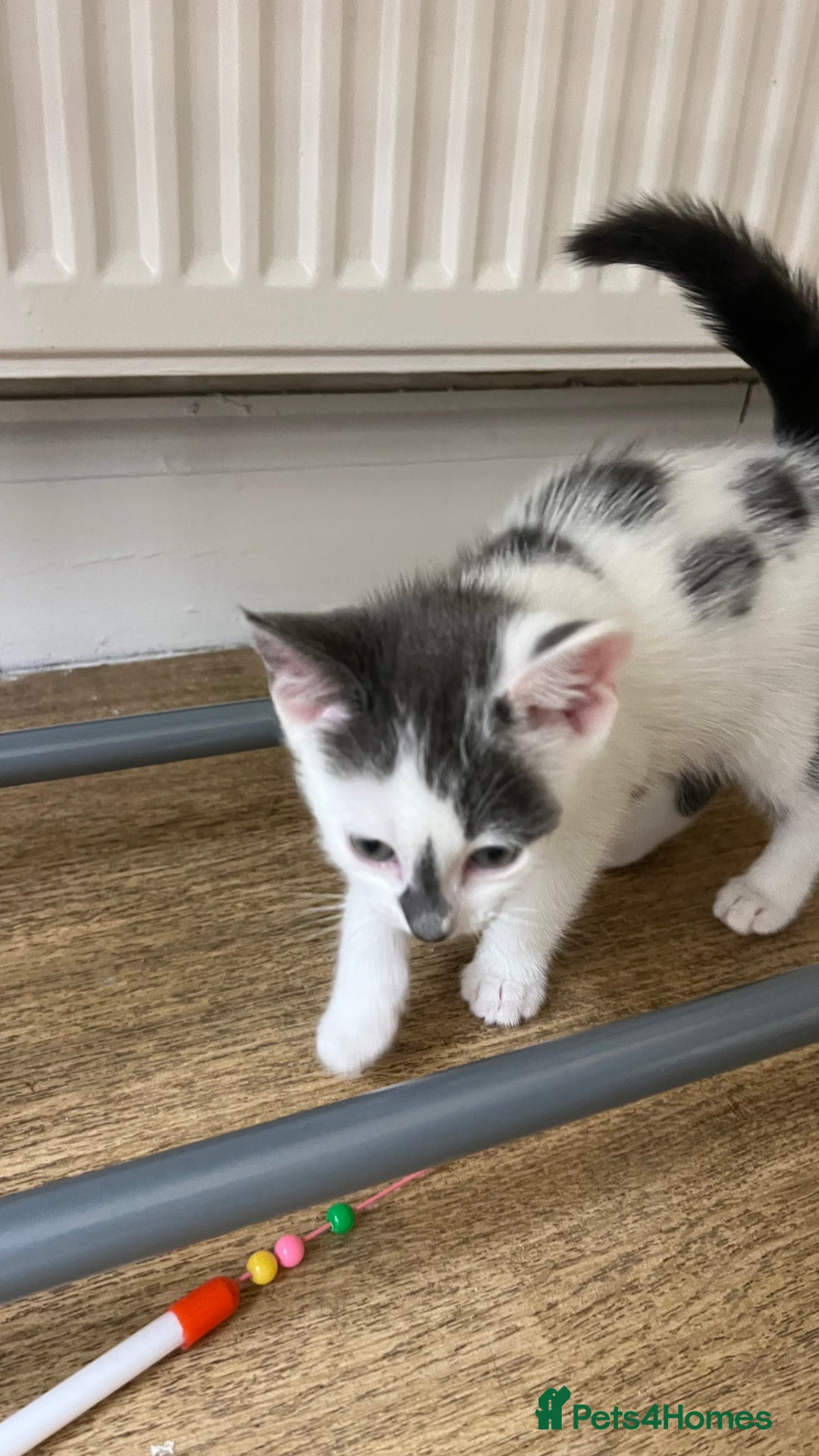 Mixed Breed cats for sale: 3 kittens for sale  - Image 3