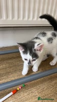 Mixed Breed cats - Advert 15