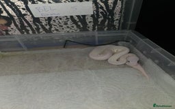 Python Snake reptiles for sale: BEL (blue eyes lucy)  - Image 3