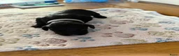 Cockapoo dogs for sale: Cockapoo F2 puppies  - Advert 3
