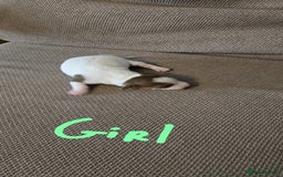 Jack Russell dogs for sale: 🐾 Adorable Jack Russell Puppies for Sale 🐾 - Image 3