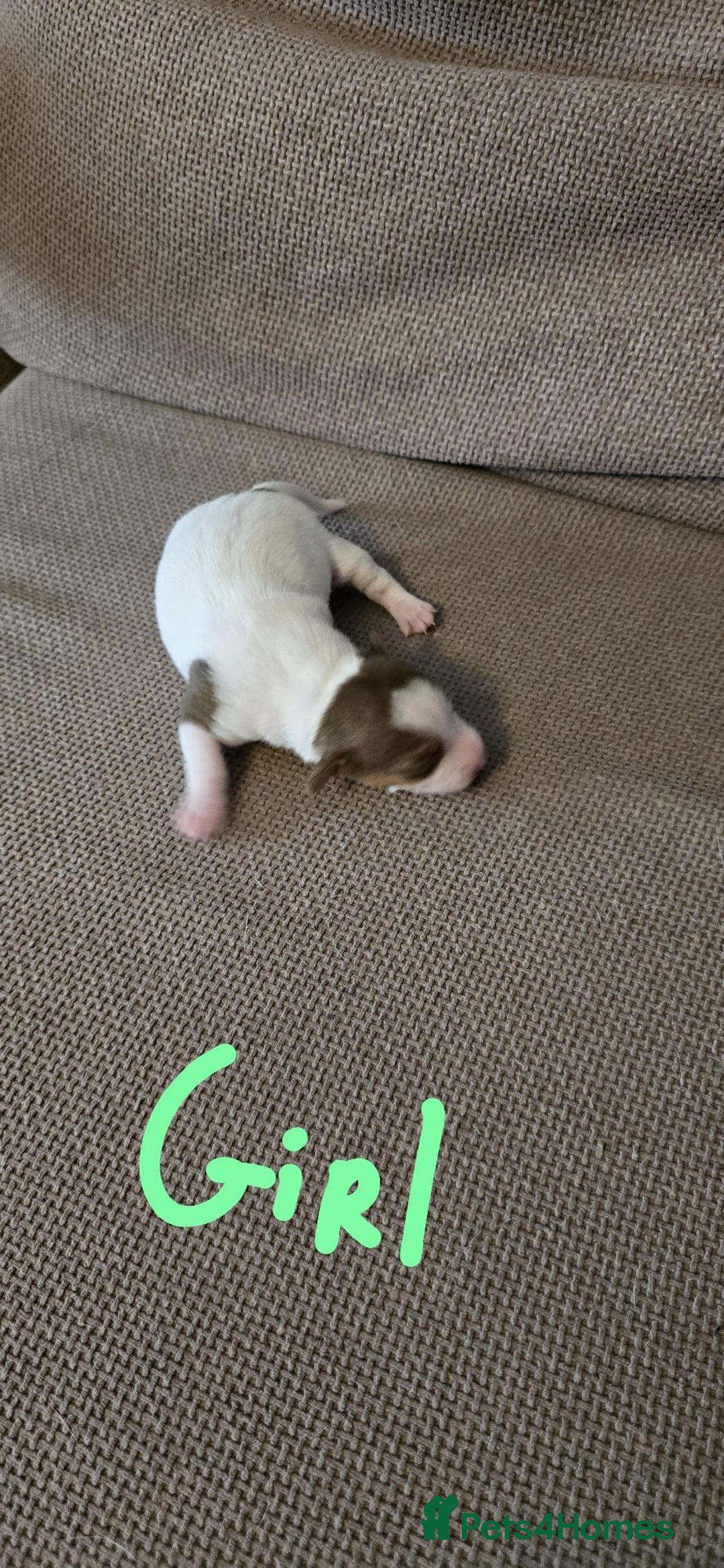 Jack Russell dogs for sale: 🐾 Adorable Jack Russell Puppies for Sale 🐾 - Image 3
