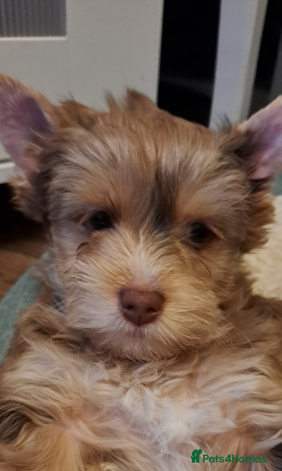 Yorkshire Terrier dogs for sale: 1 Boy & 3 Girls with Unique Coats - Advert 31