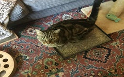 Mixed Breed cats for adoption: KENYA - Image 9