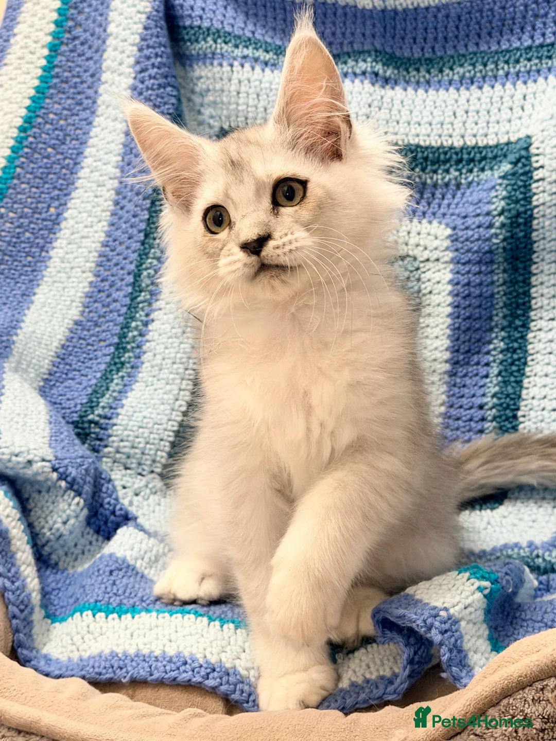 Maine Coon cats for sale: 🐾💠 *TICA REG* SILVER MAINE COON KITTENS 💠🐾 - Advert 4