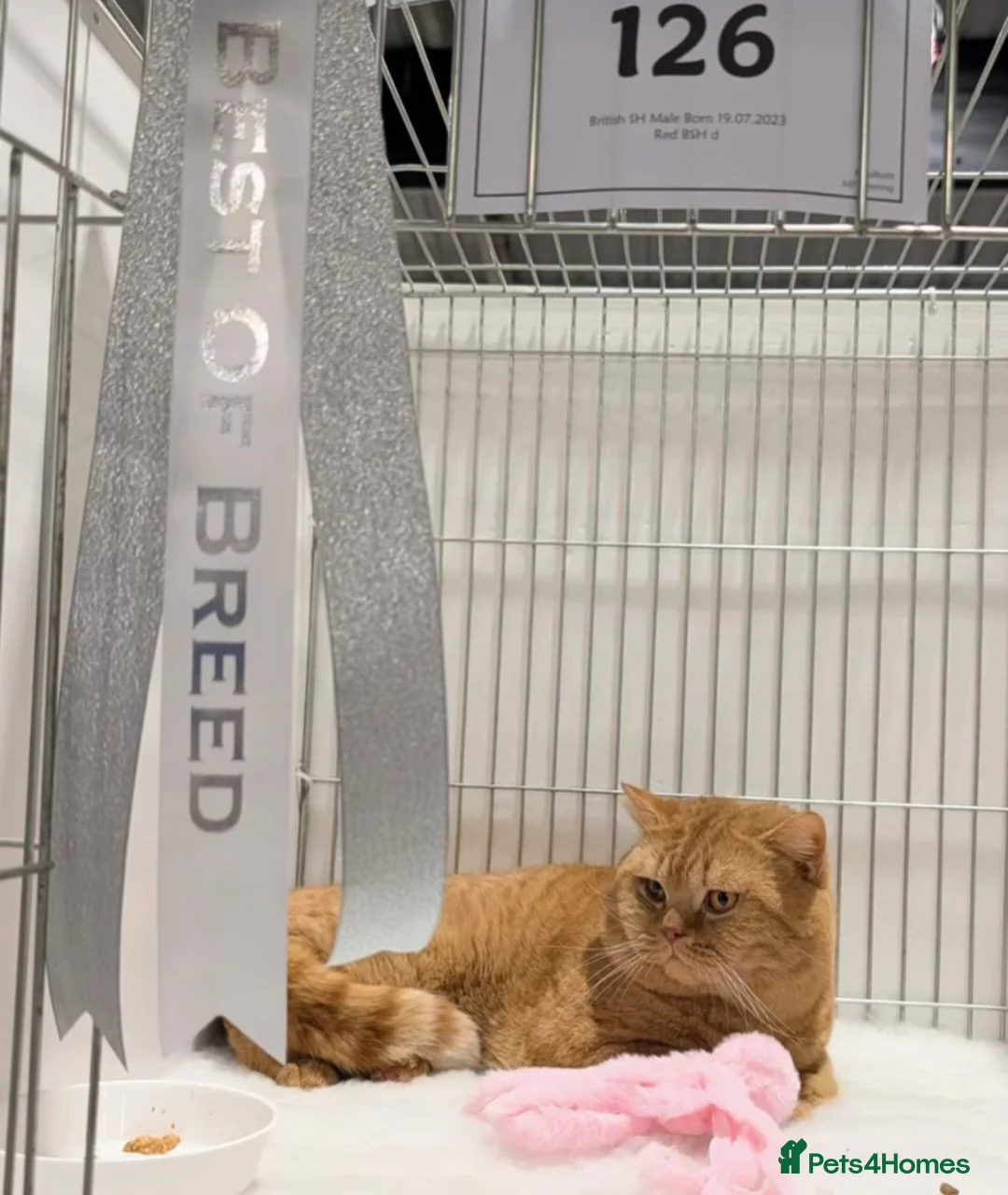British Shorthair cats for sale: CHAMPION SIRED BRITISH SHORTHAIR KITTENS 😸  - Advert 2