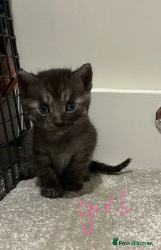 Mixed Breed cats 6x Part bengal/long haired kittens  - Advert 1