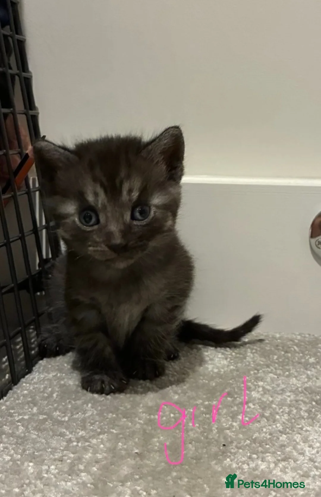Mixed Breed cats for sale: 6x Part bengal/long haired kittens  in Weymouth - Advert 1
