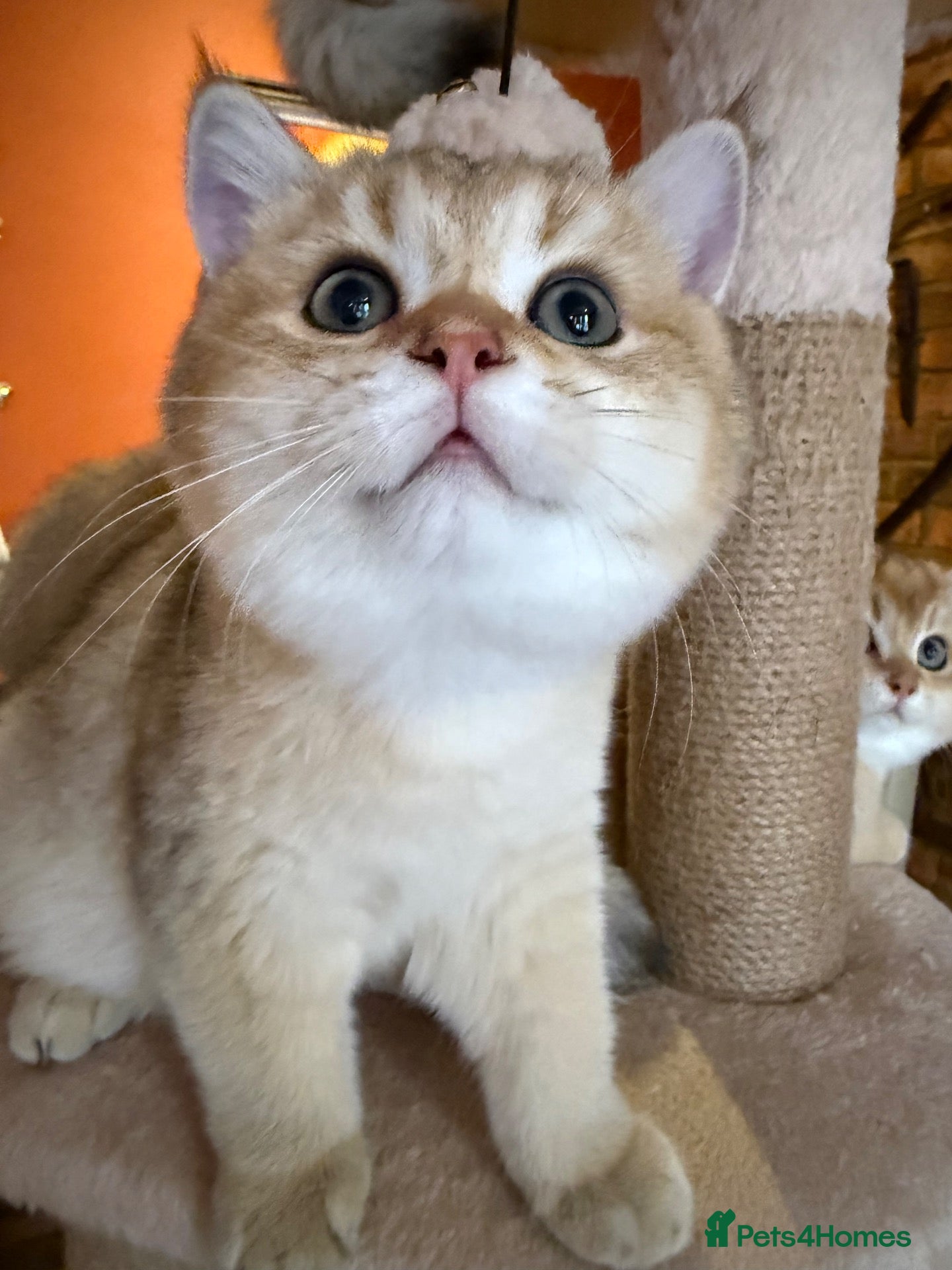 British Shorthair cats for sale: Ready Show Quality Golden Chinchillas - Advert 1